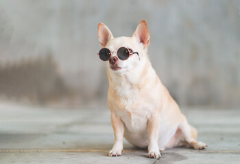 brown short hair chihuahua dog wearing sunglasses  sitting on cement wall background with copy space, looking away.