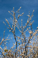 cherry blossom, spring time