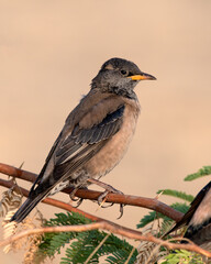 Rosy starling or Pastor roseus observed near Nalsarovar in Gujarat, India