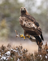 Golden eagle on branch in the bog landscape