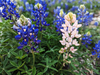 Texas Bluebonnets