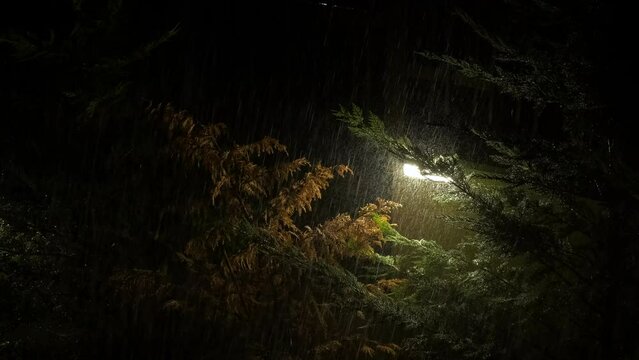 Trees against street lamp in rain. A view of night time in the dark park against street lamp during rain.