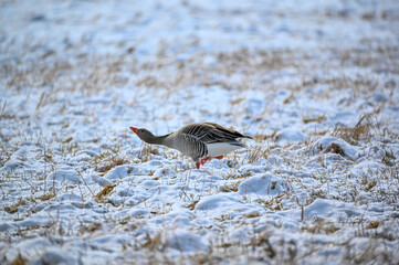 Anser anser standing on field in snow
