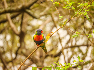 Lorikeet Head TurnedPretty Beach