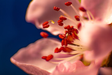 Obraz na płótnie Canvas Bright flower of peach. Close-up photography. Macro-shot.