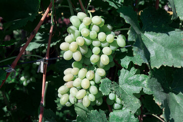 Homegrown white grape growing in the garden 