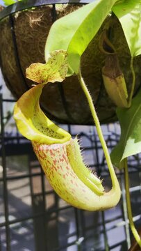 Green nepenthes, tropical pitcher plants,monkey cup. Beauty in nature concept