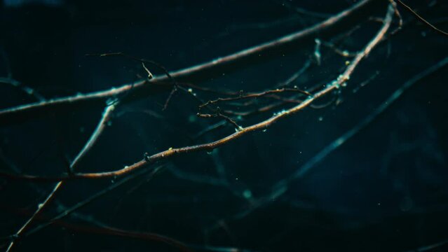 Static shot of branches underwater with particles floating with caustic light