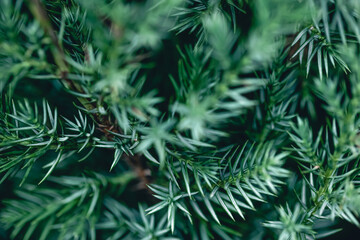Natural background, texture of a coniferous tree branch.