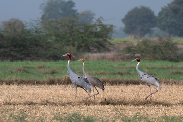 Obraz na płótnie Canvas Sarus crane or Antigone antigone observed near Nalsarovar in Gujarat, India
