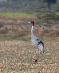 Sarus crane or Antigone antigone observed near Nalsarovar in Gujarat, India