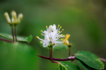 Close-up of an lonicera blossom with shallow depth of field and soft bokeh background