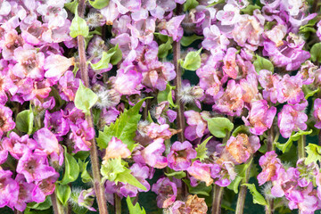 料理に使う飾り用の紫蘇の花　花穂