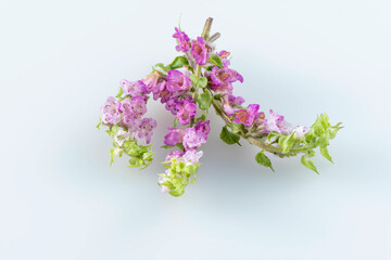 料理に使う飾り用の紫蘇の花　花穂