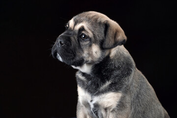 Cute little ca de bou puppy, closeup portrait