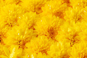 黄色くて小さい菊の花