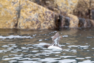 The common murre or common guillemot (Uria aalge) in flight near the cliff in scotland.