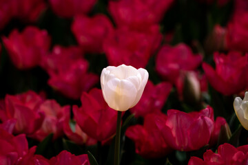 A white tulip in focus. Red or pink tulips on the background.