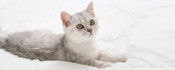 Small Scottish kitten lying down on white bed of relaxing and cozy wellbeing in home.