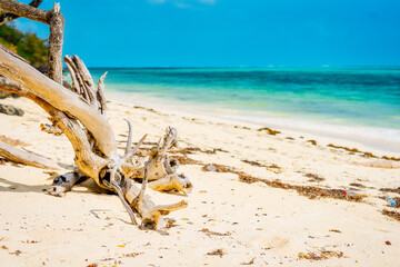 From above, one can see the breathtaking beauty of Zanzibar's sandy beaches, adorned with palm trees, umbrellas, white sand, and the crystal-clear waters of the Indian Ocean.