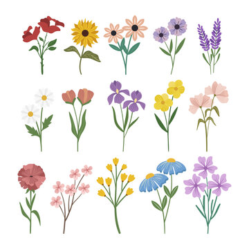 Set of flowers, spring flowers vector illustration.