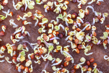 Germinating radish seeds, microgreens close-up. Growing fresh greens for healthy eating at home.
