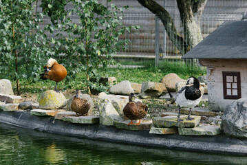 Different beautiful ducks are sitting on the shore of a pond or pond