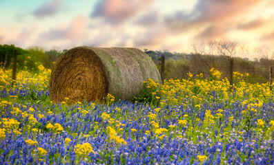 Texas Wildflowers © Nuwan