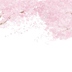 Cherry blossoms in full bloom, fluttering floral leaves. PNG good to use as a spring background
 