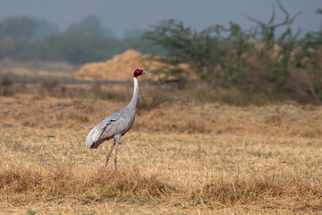 Sarus crane or Antigone antigone observed near Nalsarovar in Gujarat, India