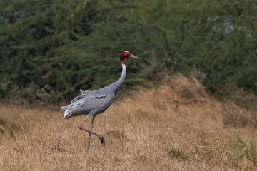 Sarus crane or Antigone antigone observed near Nalsarovar in Gujarat, India