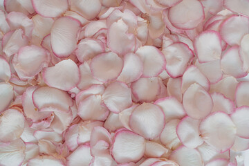 Floral pattern made of pink rose flower petals. Aesthetic minimal floral background