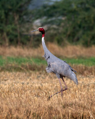 Sarus crane or Antigone antigone observed near Nalsarovar in Gujarat, India