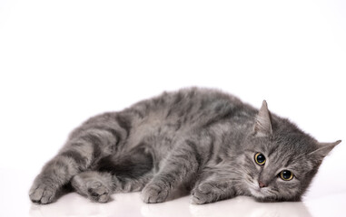 silver tabby cat is lying on the floor with a reflection on a white background