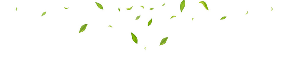 Mint Leaf Nature Vector White Panoramic
