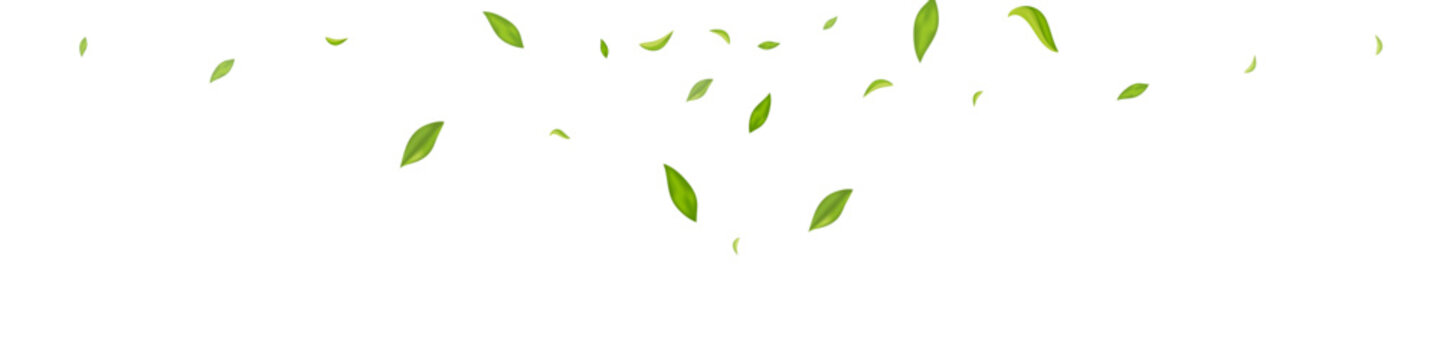 Mint Leaf Nature Vector White Panoramic © XEquestris