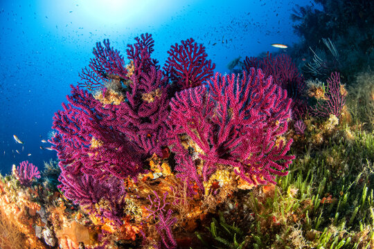 Pantelleria Sicilia e i suoi fondali 