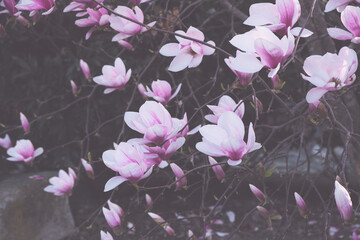 Fototapeta na wymiar Beautiful fresh magnolia flowers in full bloom, close up. Blossoming trees in spring. Natural background.