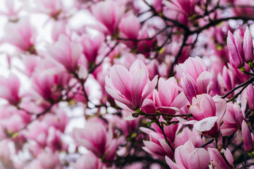 Blooming magnolia flowers. Natural spring background, selective focus
