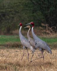 Sarus crane or Antigone antigone observed near Nalsarovar in Gujarat, India