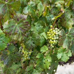 grapes and leaves in vineyard, near Stellenbosch, South Africa