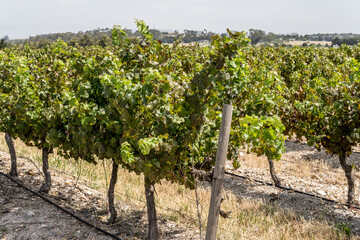 Fototapeta na wymiar multiple lines of vines in vineyard, near Stellenbosch, South Africa