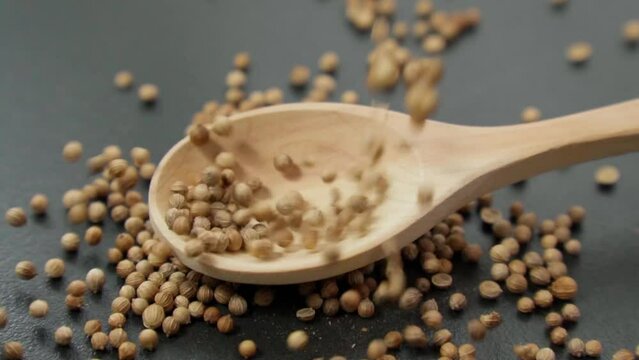 Coriander seeds, close-up, Chinese parsley, dhania and cilantro, used as aromatic and flavorful spice. Slow motion