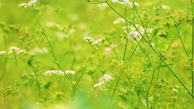 Close-up shot of cumin flower and the seeds ready to harvest in the fields while air shakes the planet brancehs