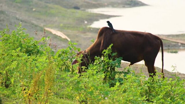 drongo bird sits on back of cow as it grazes on hillside by river waiting to eat insects