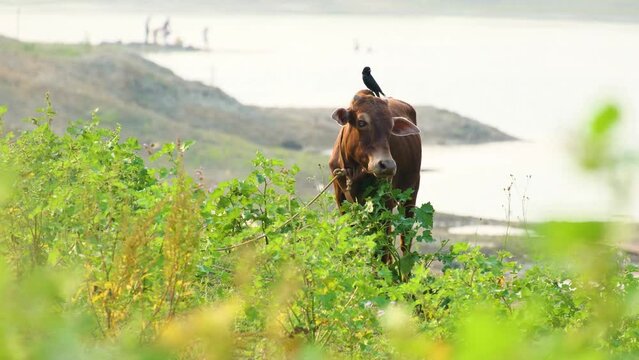 drongo bird and cow share a bonded yet parasitic relationship on sunny day by river