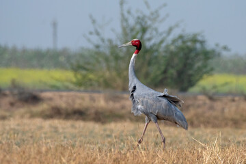 Obraz premium Sarus crane or Antigone antigone observed near Nalsarovar in Gujarat, India
