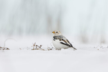 Snow bunting (Plectrophenax nivalis) sitting in the snow in early spring.