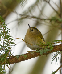 Goldcrest (Regulus regulus) in the forest looking for food in early spring.