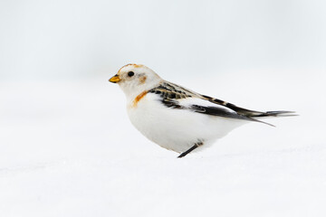 Snow bunting (Plectrophenax nivalis) standing in the snow in early spring.